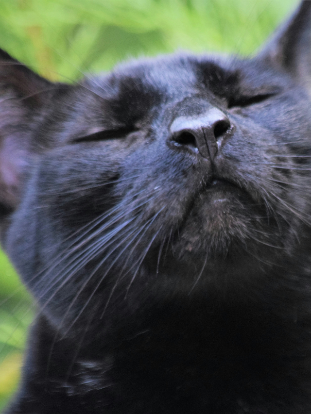 Discover 8 scents your cat dislikes